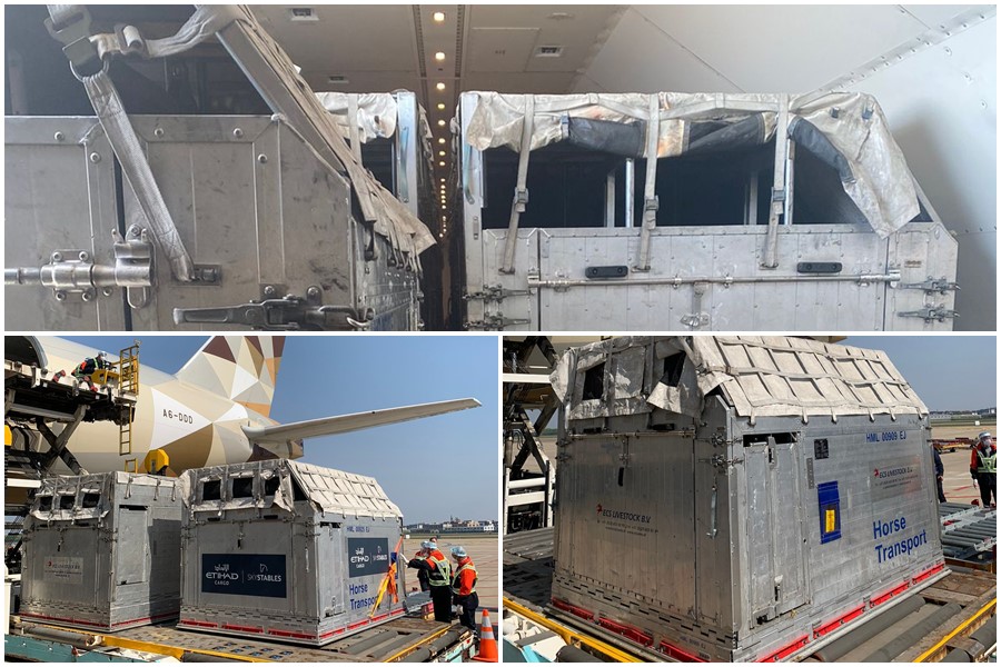 Etihad Cargo, Hollanda'dan Hangzhou'ya 48 adet yarış atını başarıyla taşıdı 16 Mayıs 2024