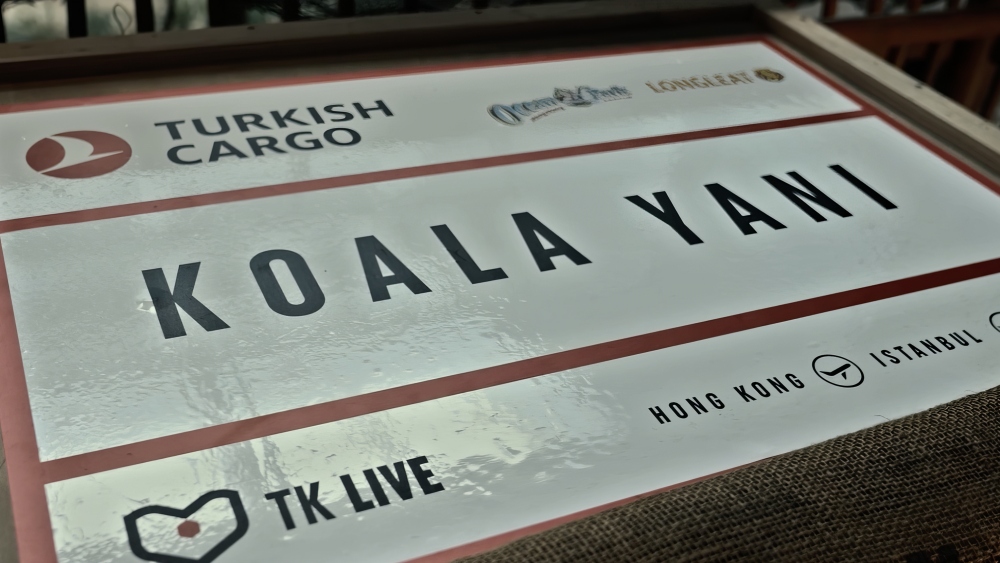 Turkish Cargo, Koala Yaniyi Yeni Yuvasına Kavuşturdu 29 Mart 2024
