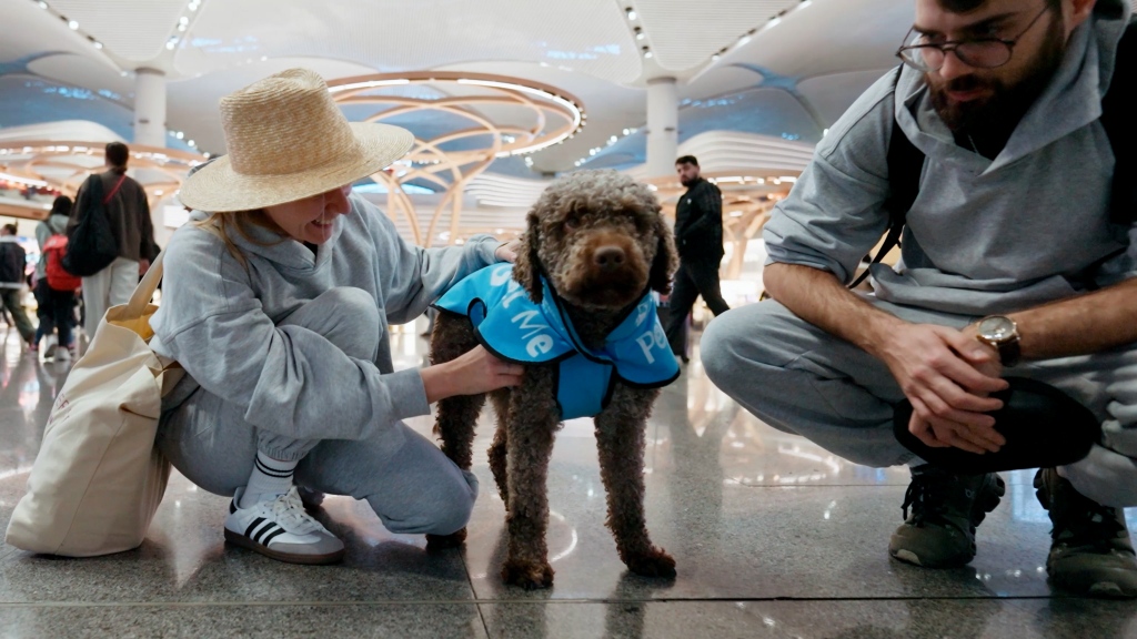 İGA İstanbul Havalimanı'nın Terapist Köpekleri 26 Nisan 2024