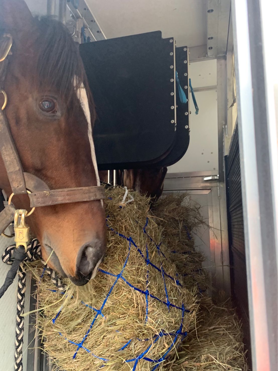 Havayolu ile Canlı Hayvan Taşımacılığı Havayolu ile Canlı Hayvan Taşımacılığı 27 Ocak 2026