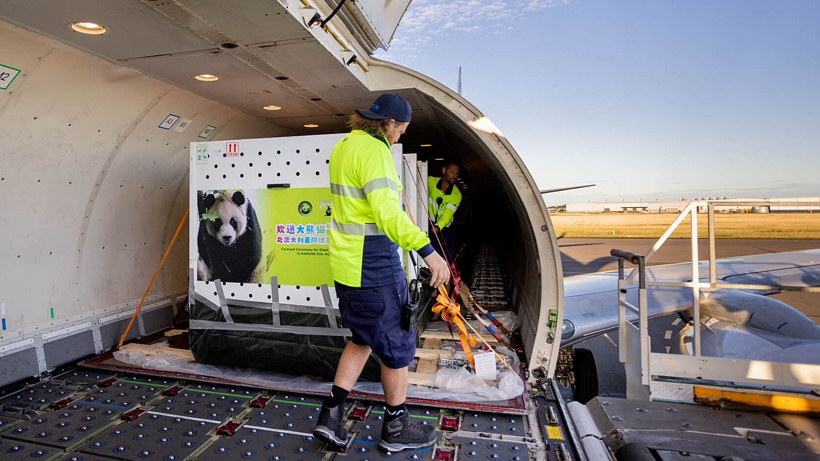 Panda Taşıması 2: Dev Panda Göçü Başarılı Bir Şekilde Tamamlandı! 🐼✈️ 1 Nisan 2026