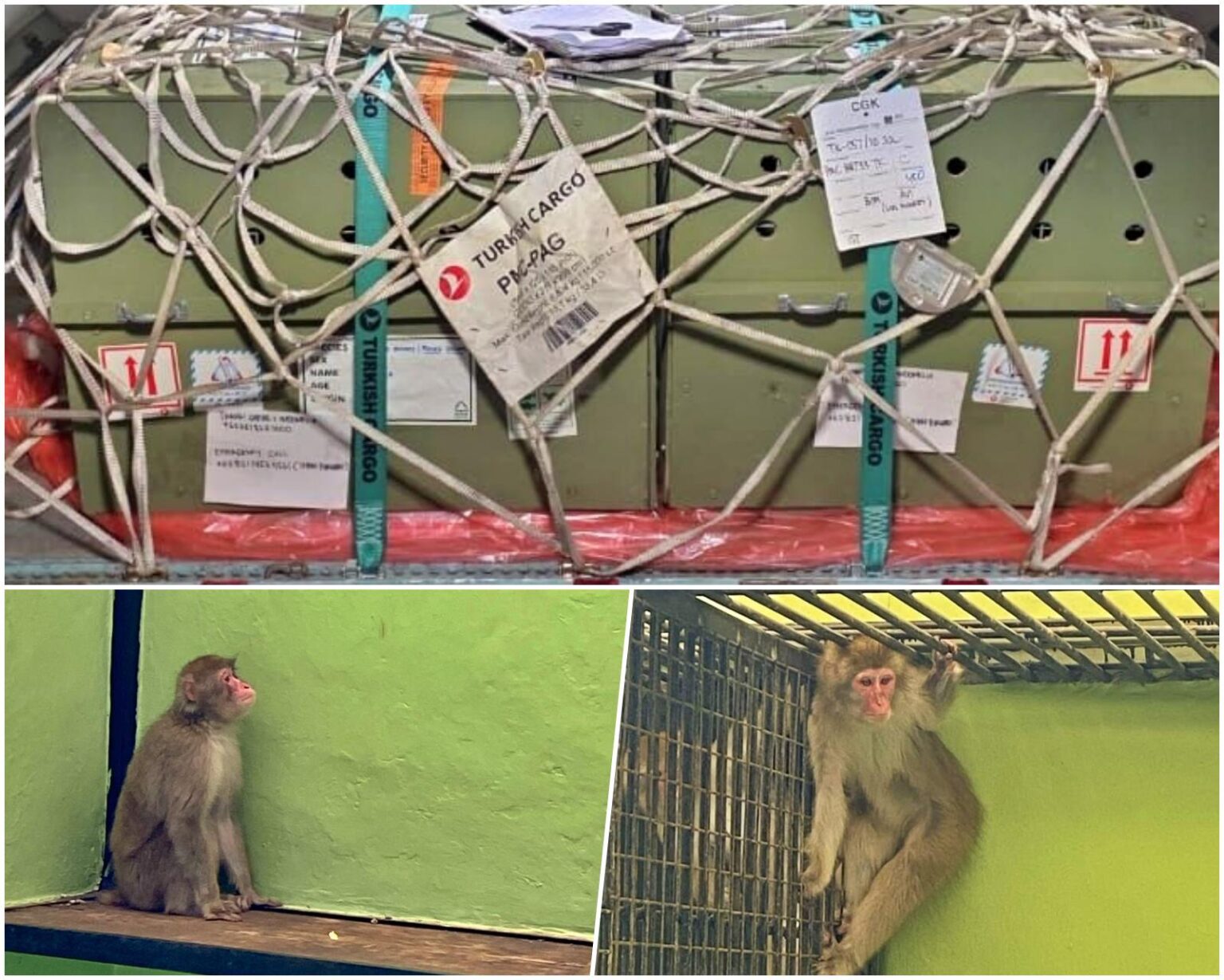 TURKISH CARGO’DAN CANLI HAYVAN TAŞIMACILIĞINDA ÖRNEK OPERASYON 17 Ocak 2026