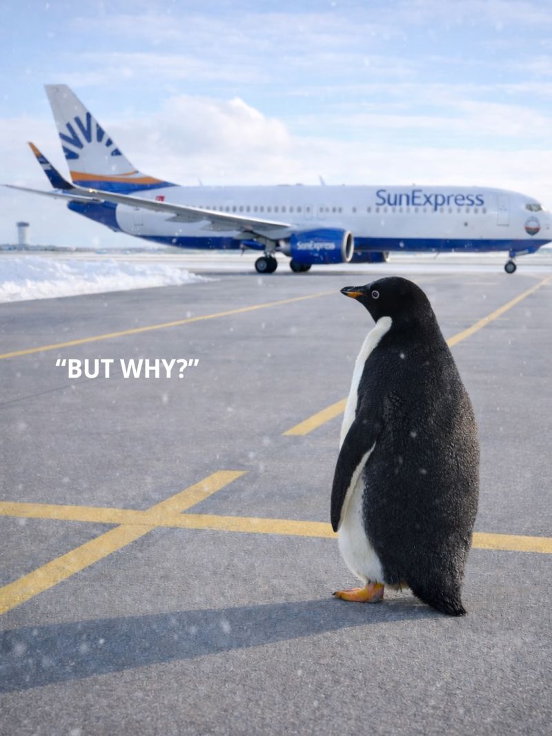 SUNEXPRESS’TEN “NİHİL PENGUEN” TRENDİNE EĞLENCELİ DOKUNUŞ 1 sunexpress