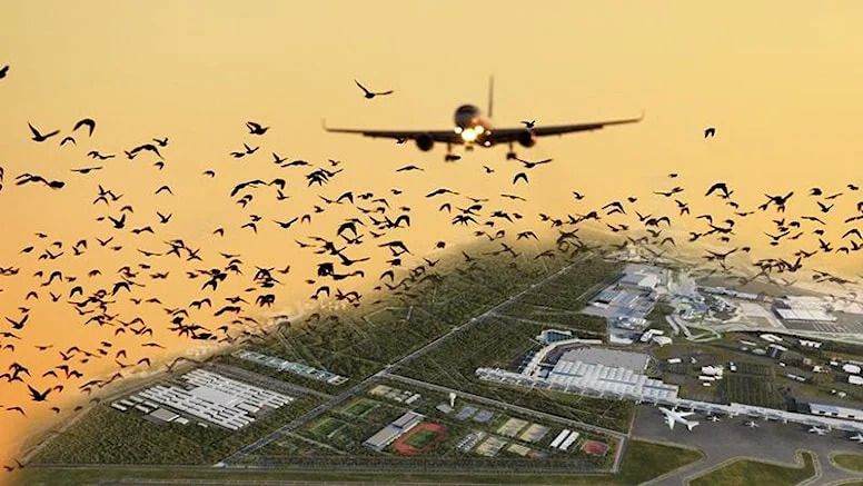 2025 YILINDA Pilotlar Ençok Kuş Çarpma OLAYINI RAPOR Etti
